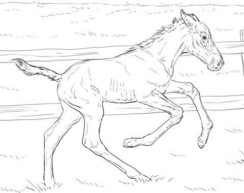 Bucking Foal Coloring Page